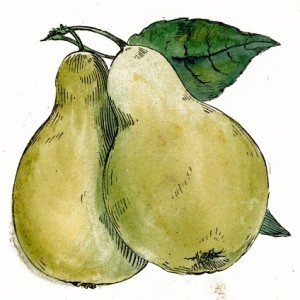 Public_Domain_Pear_Drawing