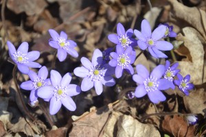 20. Печеночница благородная